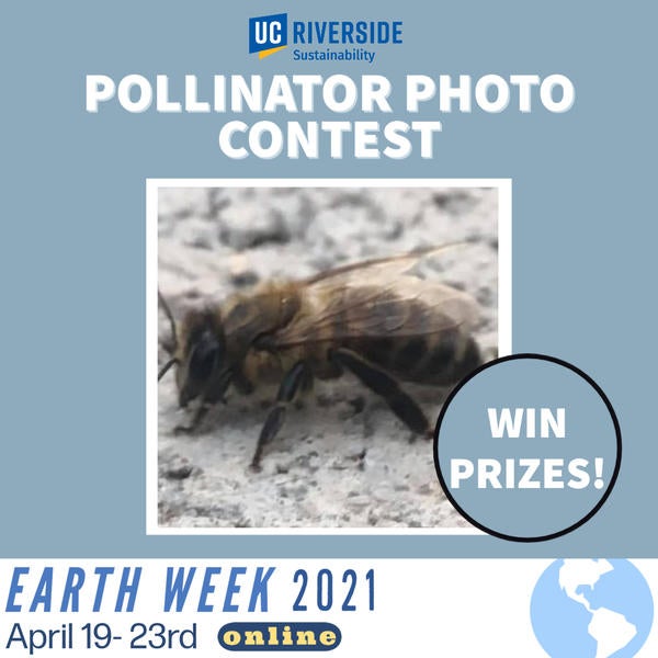 Pollinator Photo Contest Flyer