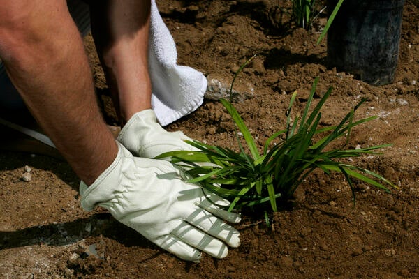 A tree being planted