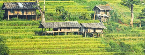 houses on a field